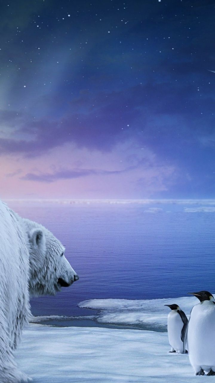 참고 2 배경 화면 hd 720x1280,북극곰,곰,하늘,북극,북극해