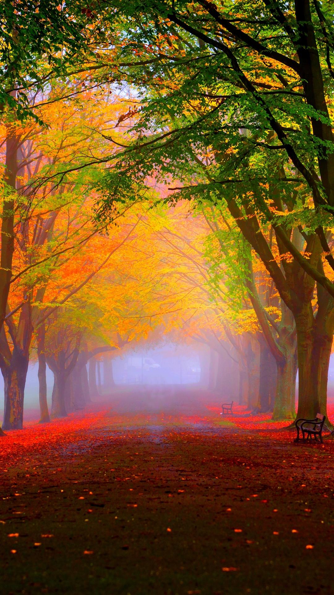 1280x720 tapeten hd vertikal,natürliche landschaft,natur,baum,blatt,himmel