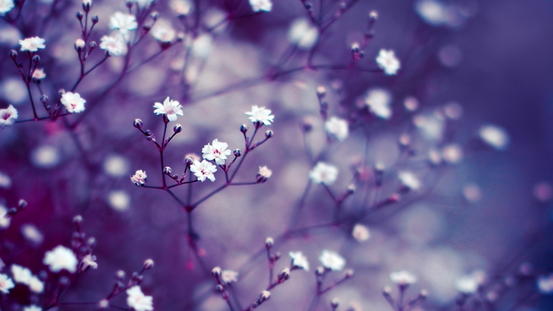 fond d'écran full hd télécharger,fleur,violet,la nature,violet,printemps