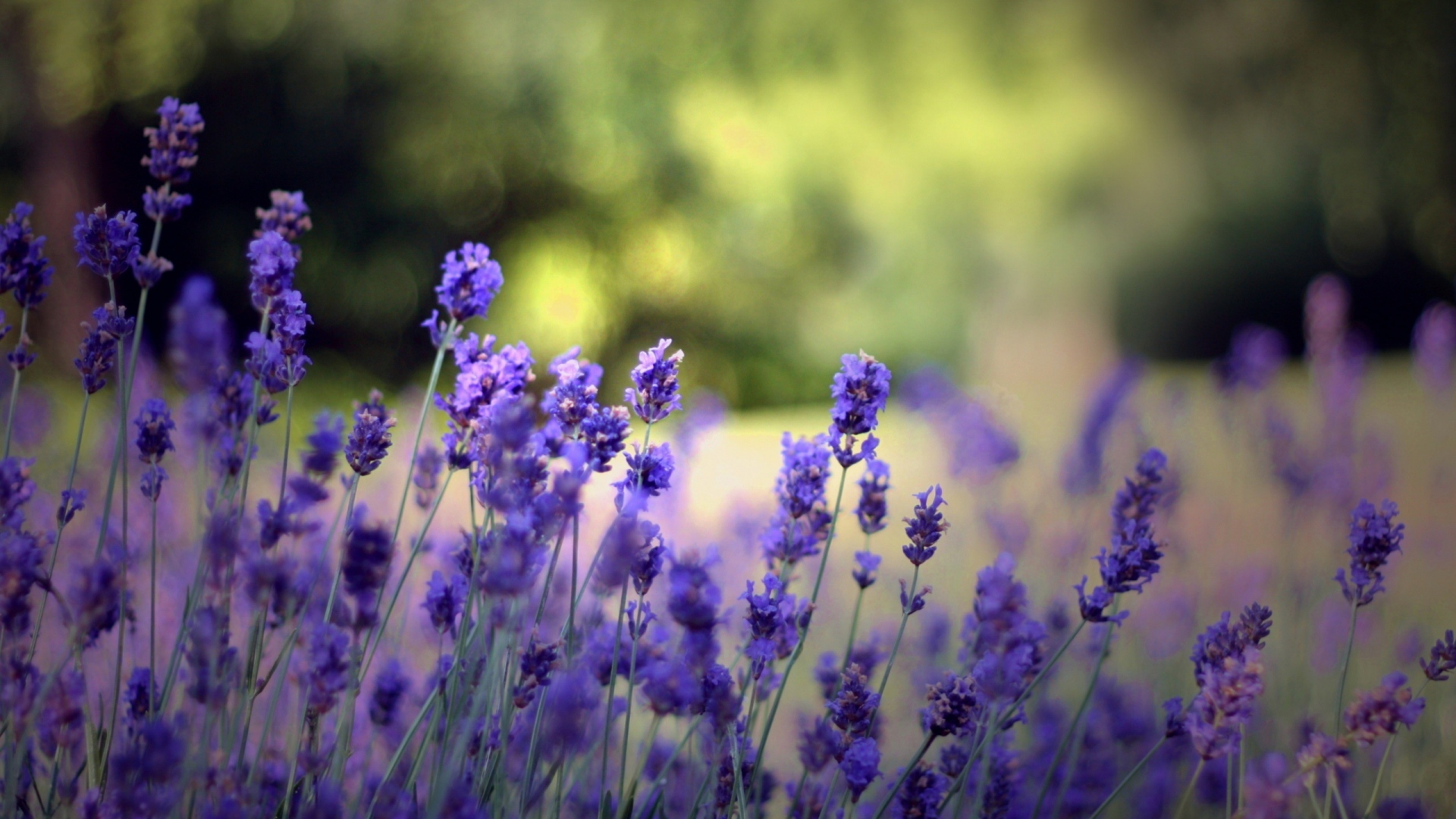 full hd hintergrund wallpaper herunterladen,blühende pflanze,lavendel,englischer lavendel,blume,lavendel