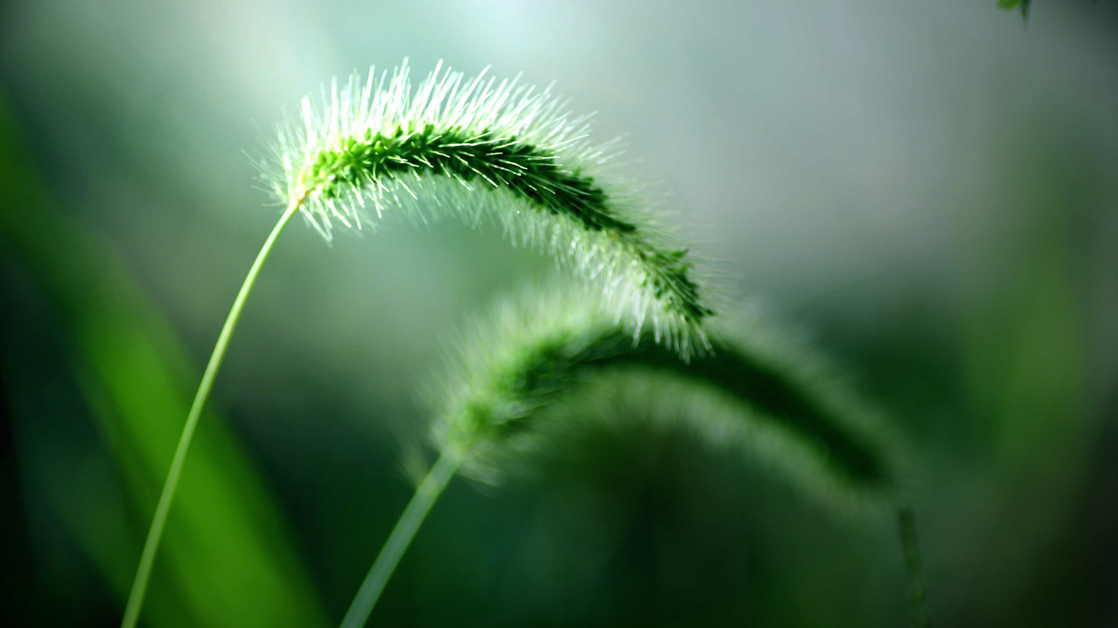 descarga de fondo de pantalla full hd,verde,naturaleza,agua,fotografía macro,césped