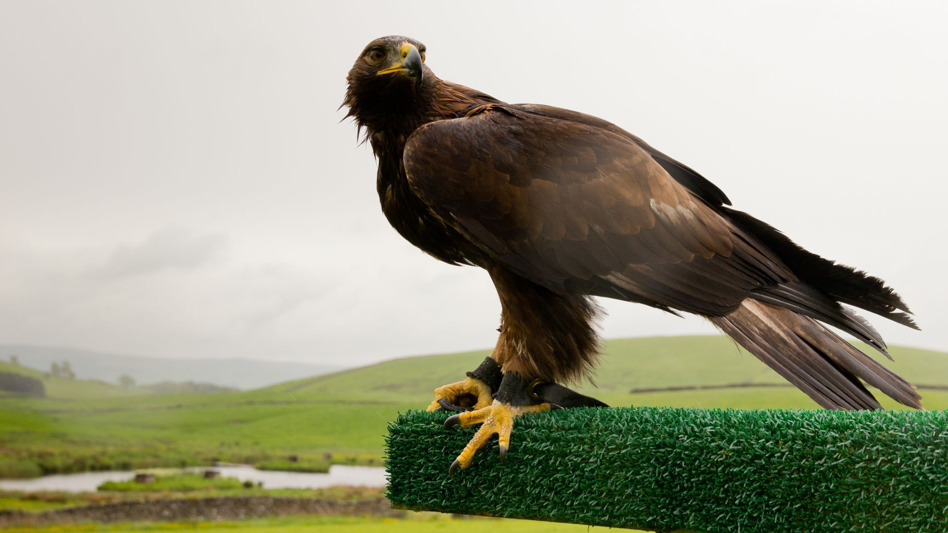Golden Eagle Hd Wallpapers 1080p- WallpaperUse