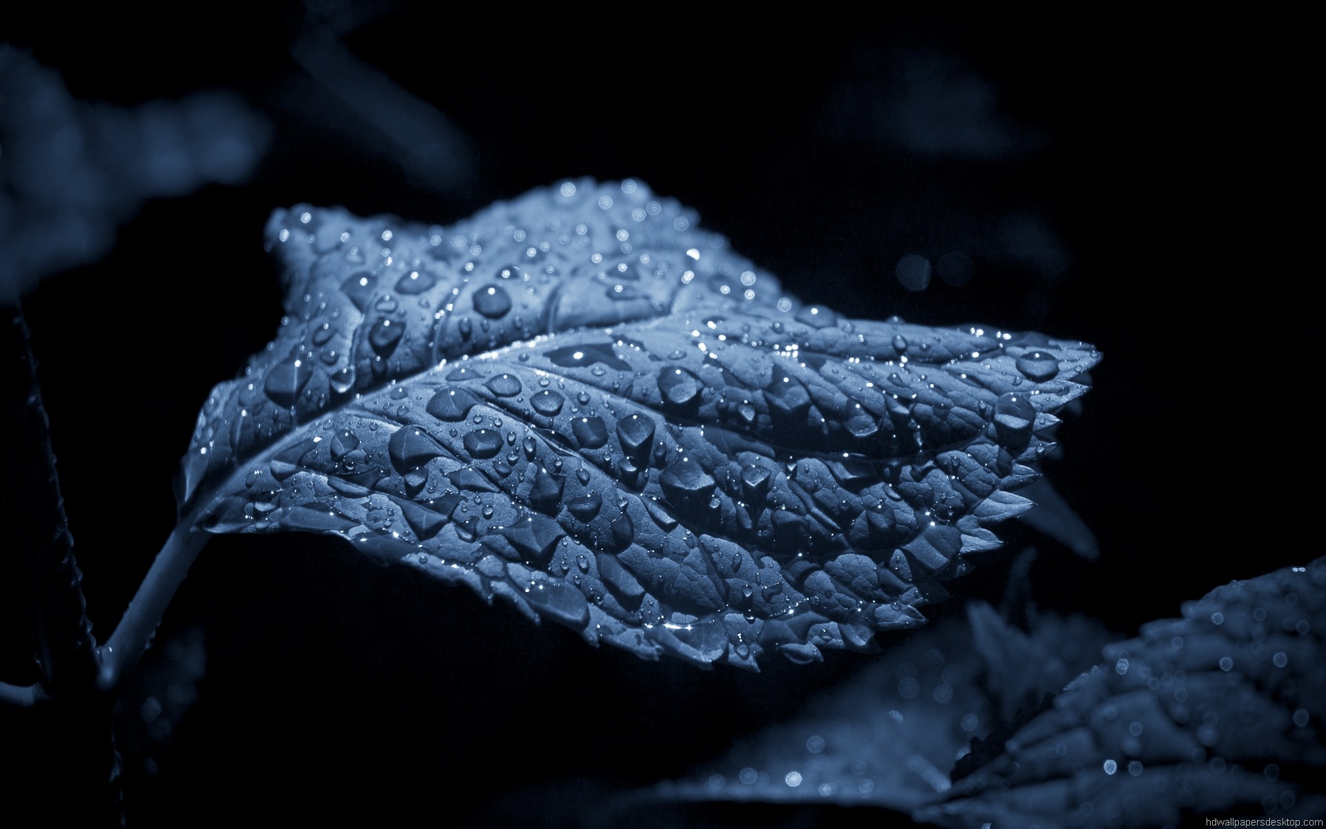 sfondo del computer full hd,foglia,acqua,natura,nero,brina