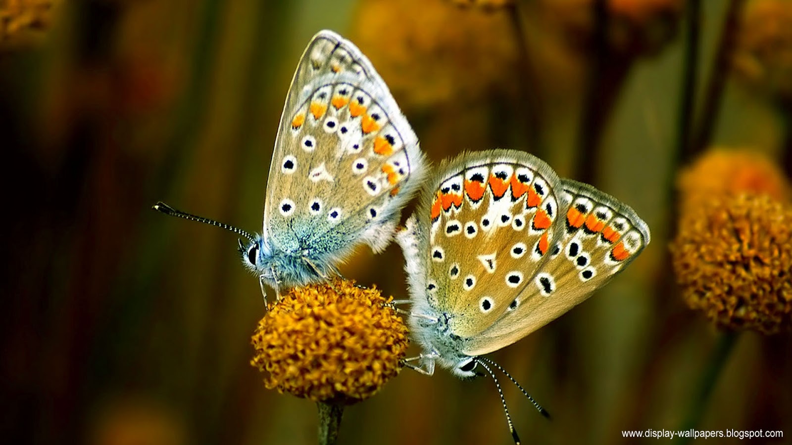 ipad fonds d'écran hd 1080p,papillons et papillons,papillon,insecte,lycaénide,bleu commun