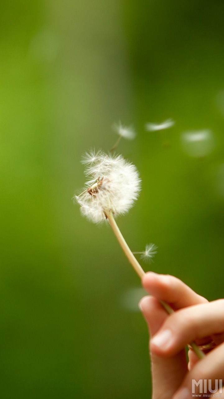 720x1280 hd wallpapers zip,dandelion,dandelion,nature,flower,plant