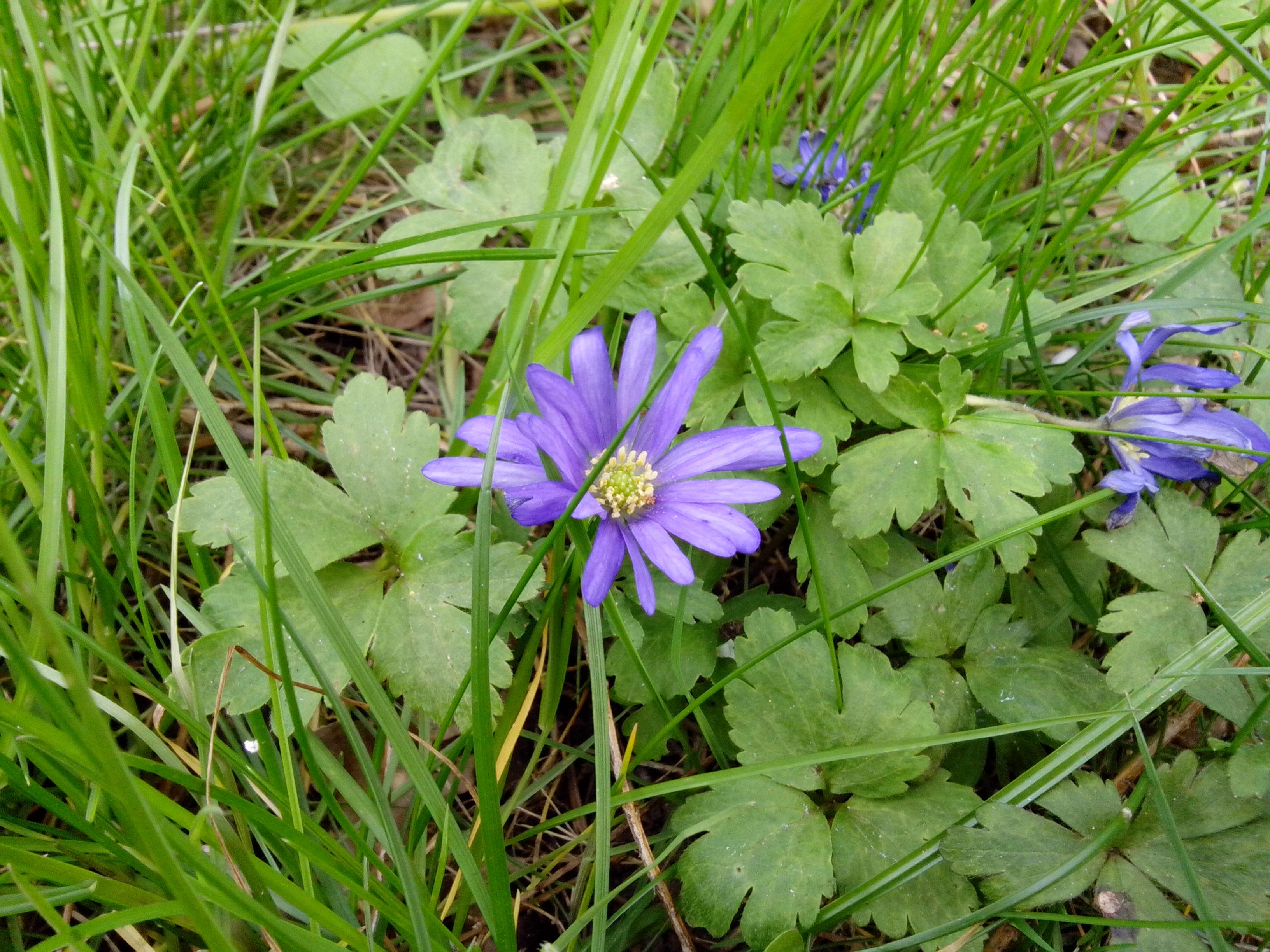 qhd mobile hintergrundbilder,blume,blühende pflanze,pflanze,wildblume,gras