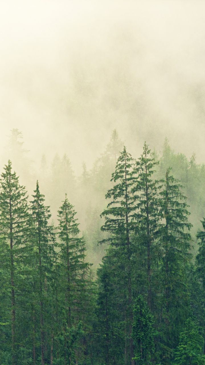 720x1280 hd wallpaper zitate,kurzblättrige schwarzfichte,natur,baum,nebel,nebel