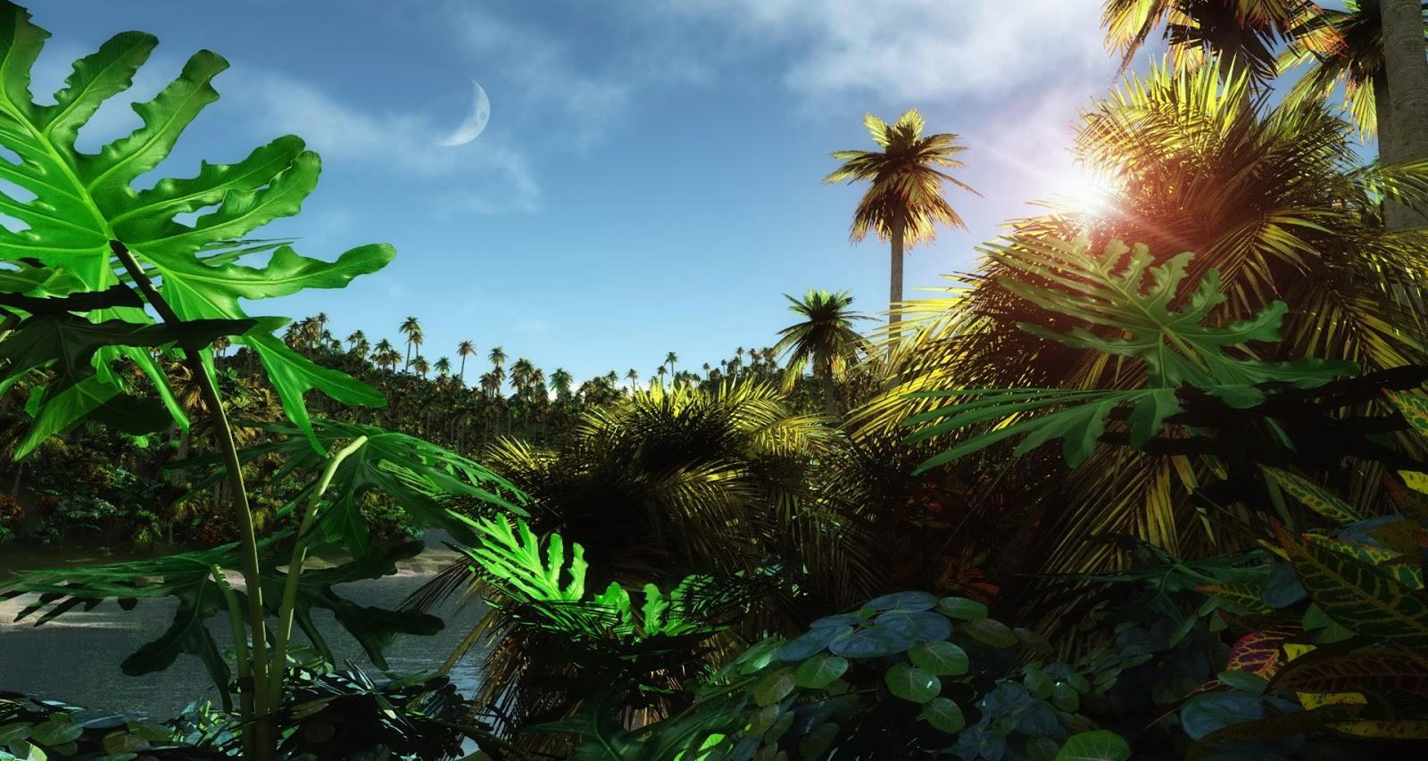 zedge fonds d'écran hd 1080p,la nature,jungle,paysage naturel,arbre,plante
