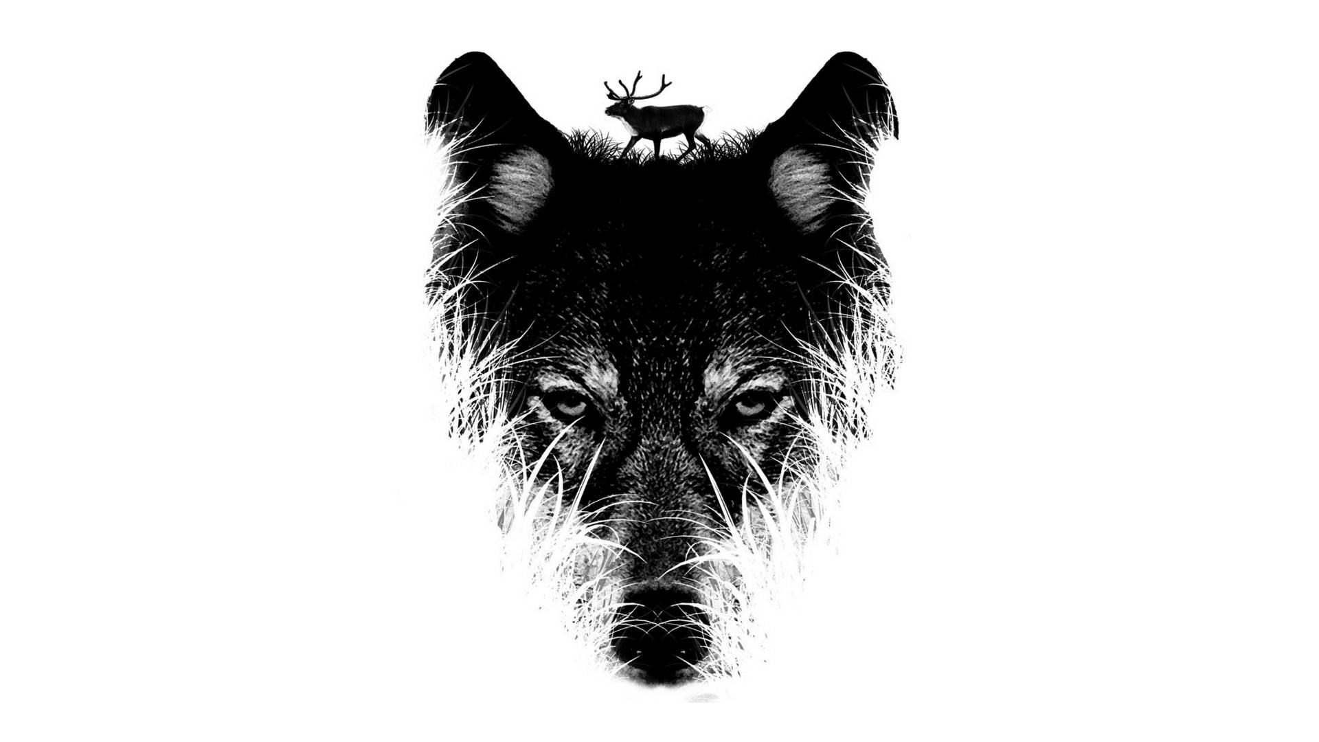 zedge fonds d'écran hd 1080p,noir et blanc,museau,cairn terrier,terrier écossais,monochrome