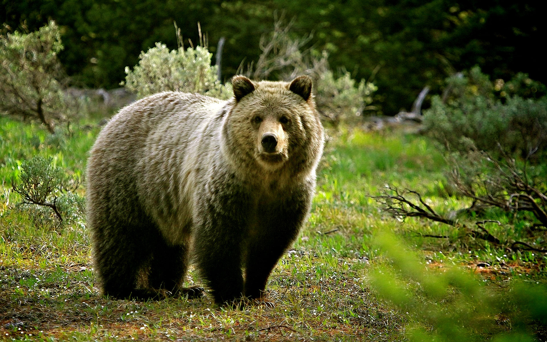 wilde tapete hd,braunbär,landtier,bär,grizzlybär,natur