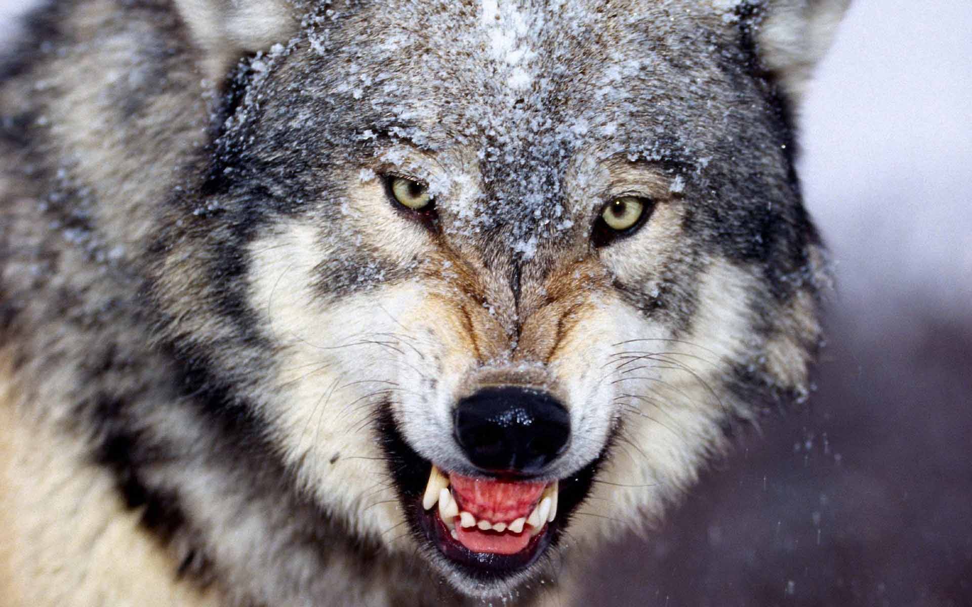 fondo de pantalla salvaje hd,lobo,fauna silvestre,coyote,perro lobo,hocico