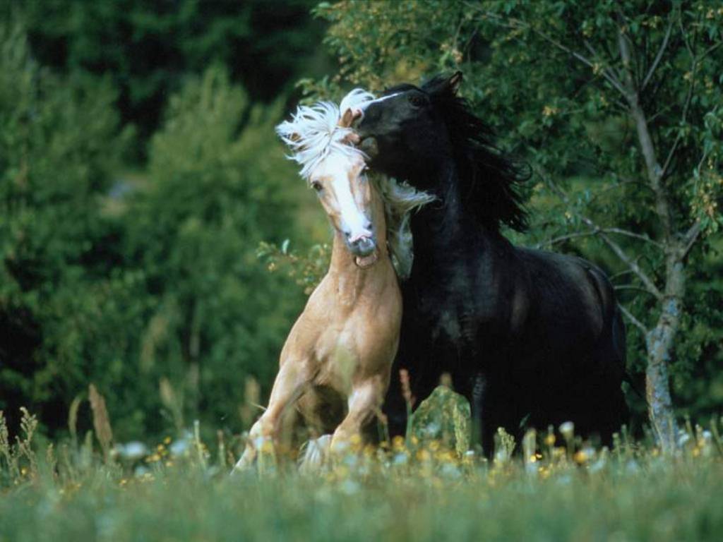 fond d'écran sauvage hd,cheval,cheval mustang,étalon,crinière,jument