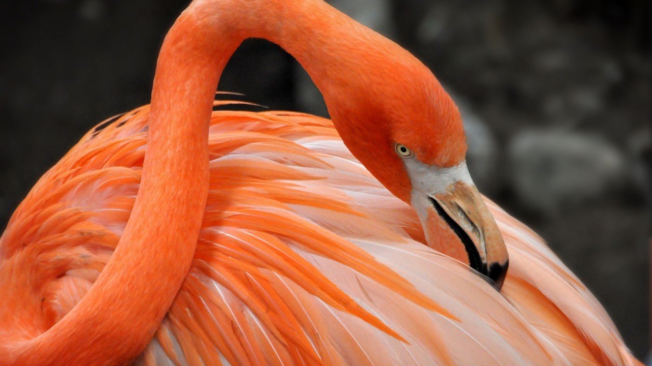 1280x720 hd wallpaper kostenloser download,flamingo,größerer flamingo,vogel,wasservogel,orange