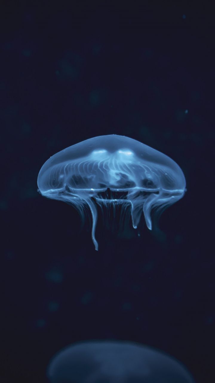 720x1280 hd wallpapers android,jellyfish,cnidaria,bioluminescence,zooplankton,marine invertebrates