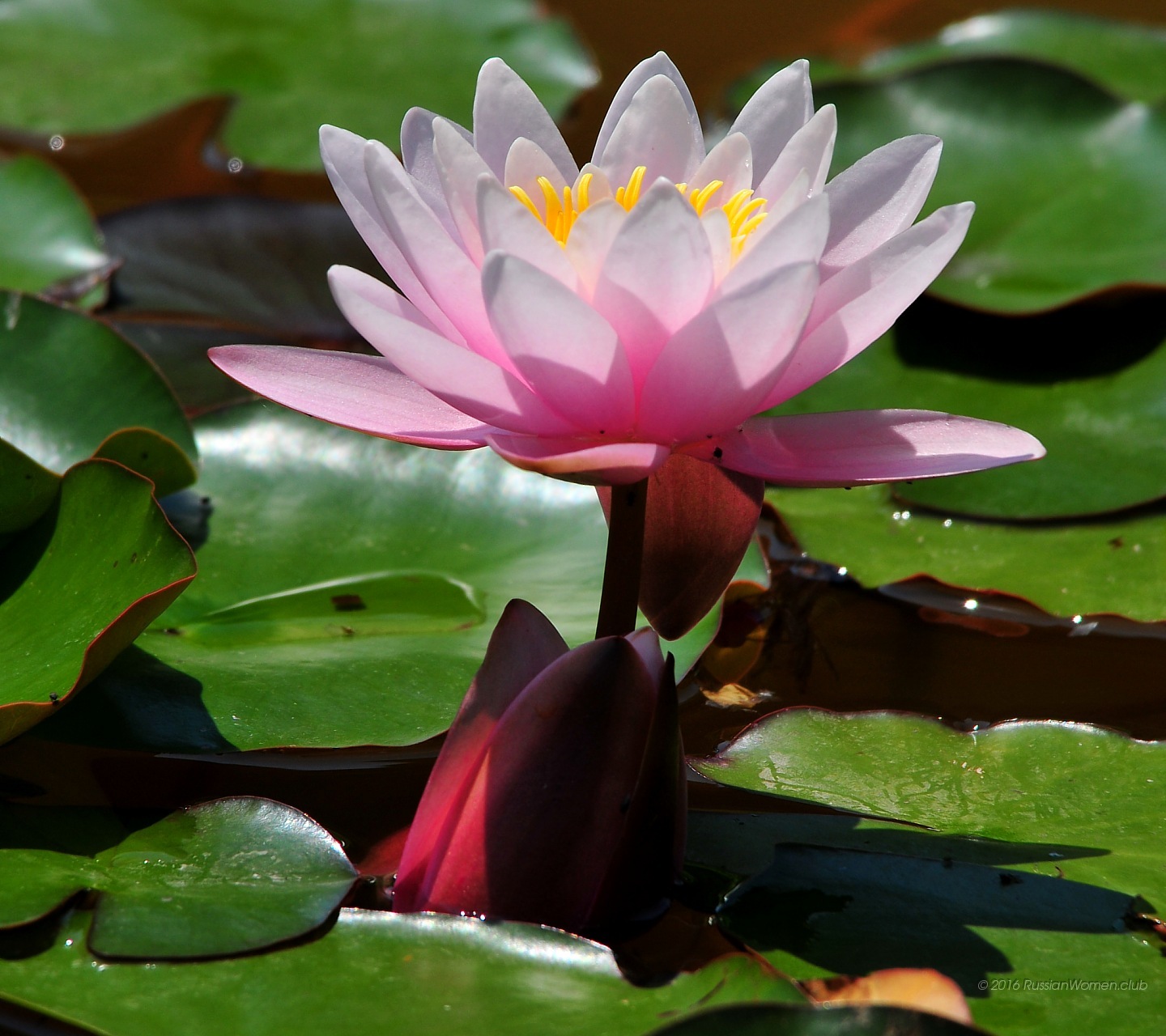 720x1280 fonds d'écran hd android,fleur,nénuphar blanc parfumé,lotus sacré,lotus,plante aquatique