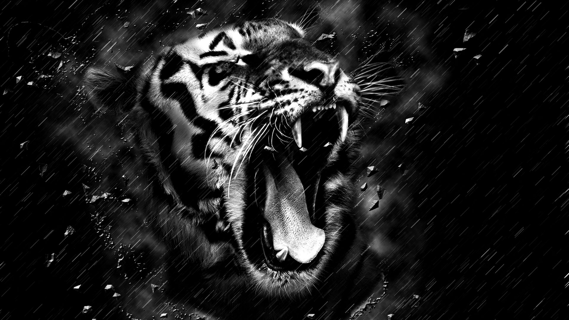 wallpaper 1920x1080 hd 1080p,bengal tiger,black,roar,black and white,wildlife