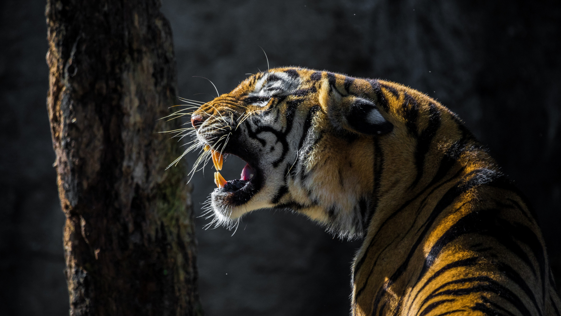 fond d'écran animal full hd,tigre,faune,tigre du bengale,félidés,animal terrestre