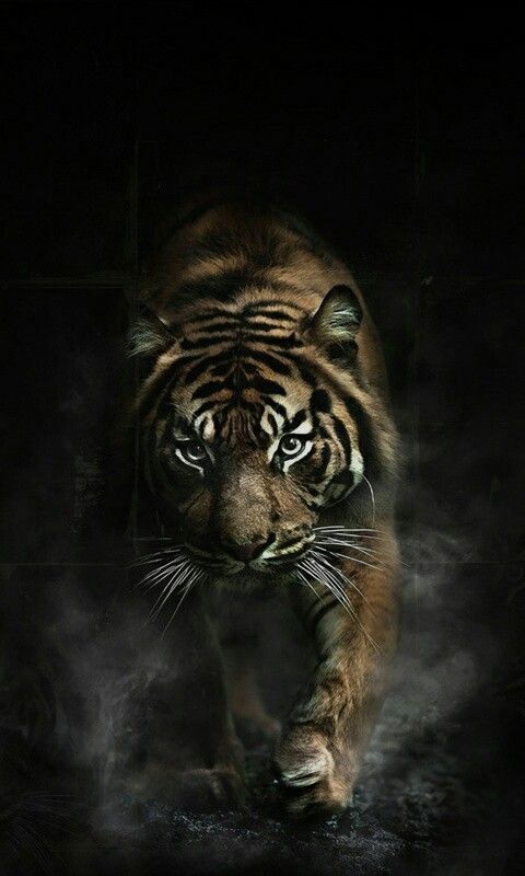 720x1280 fondo de pantalla zedge,tigre de bengala,tigre,felidae,fauna silvestre,tigre siberiano