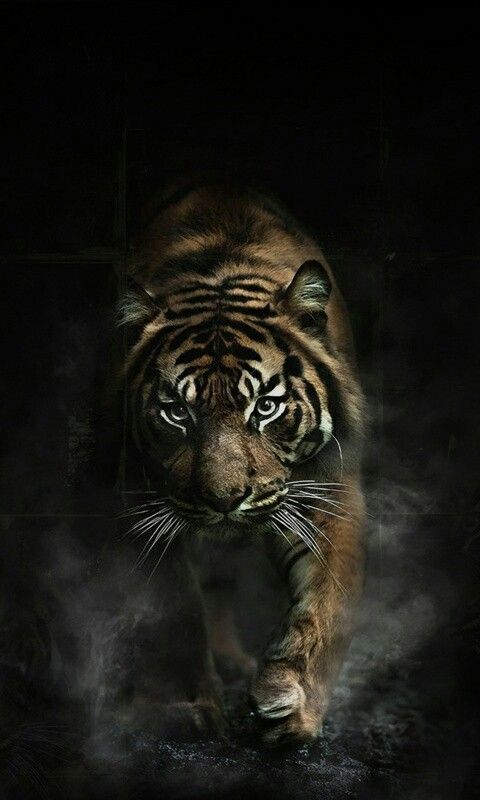 7x1280壁紙zedge ベンガルトラ 虎 ネコ科 野生動物 シベリアンタイガー Wallpaperuse 7x1280壁紙zedge ベンガルトラ 虎 ネコ科 野生動物 シベリアンタイガー Wallpaperuse