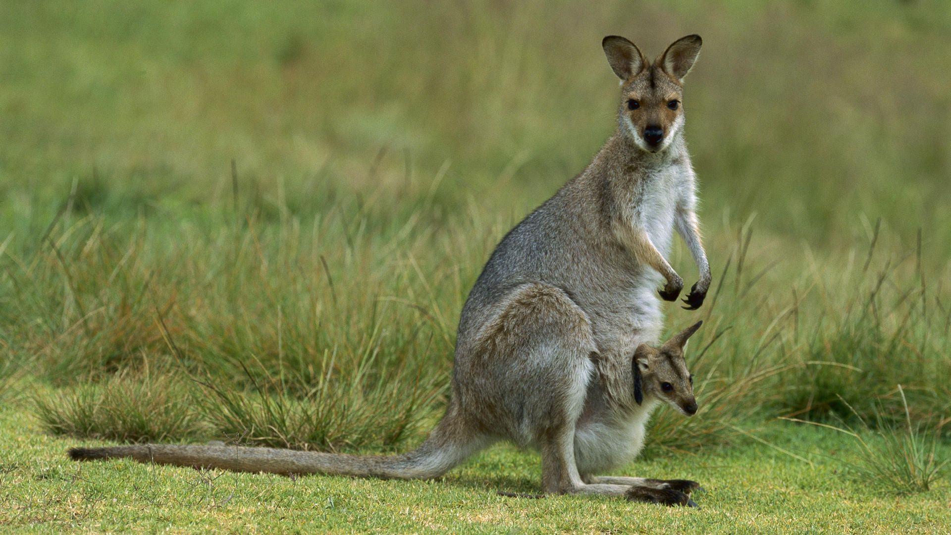 fond d'écran animal full hd,kangourou,wallaby,kangourou,animal terrestre,faune