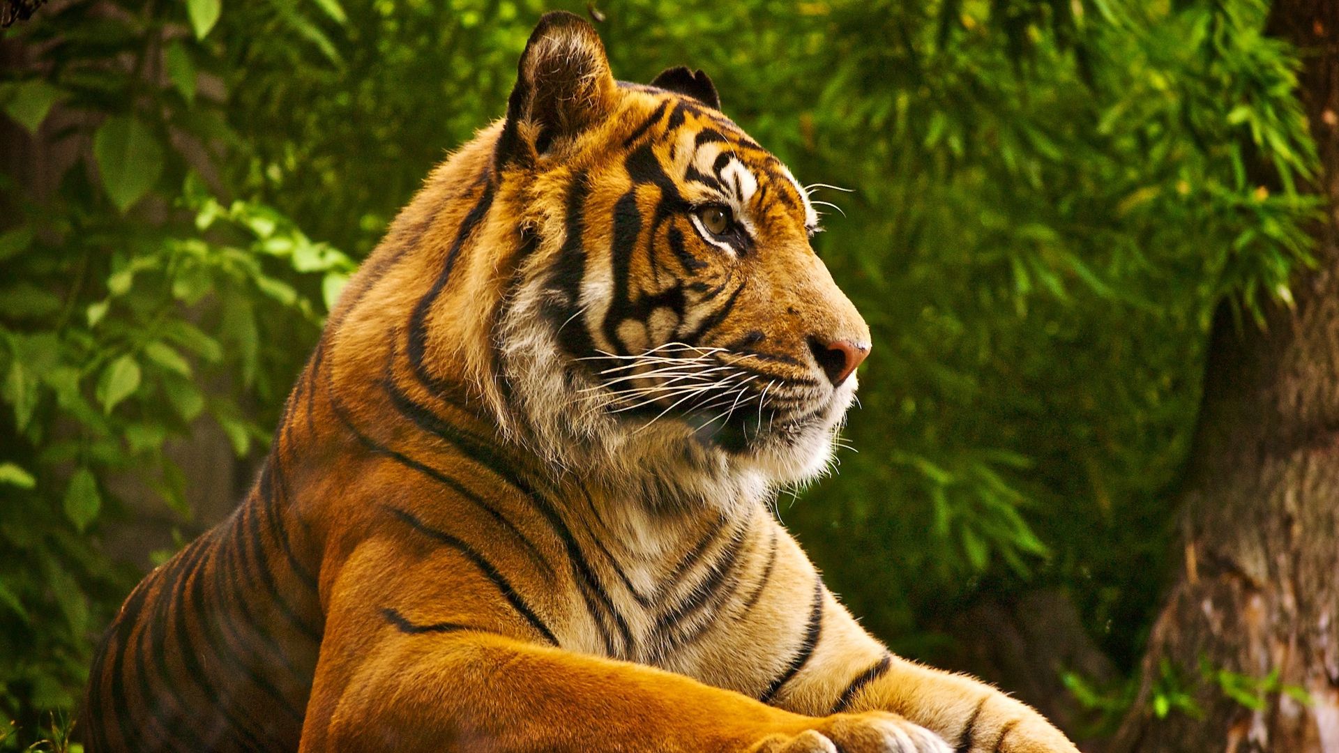 tiertapete full hd,tiger,tierwelt,landtier,bengalischer tiger,sibirischer tiger