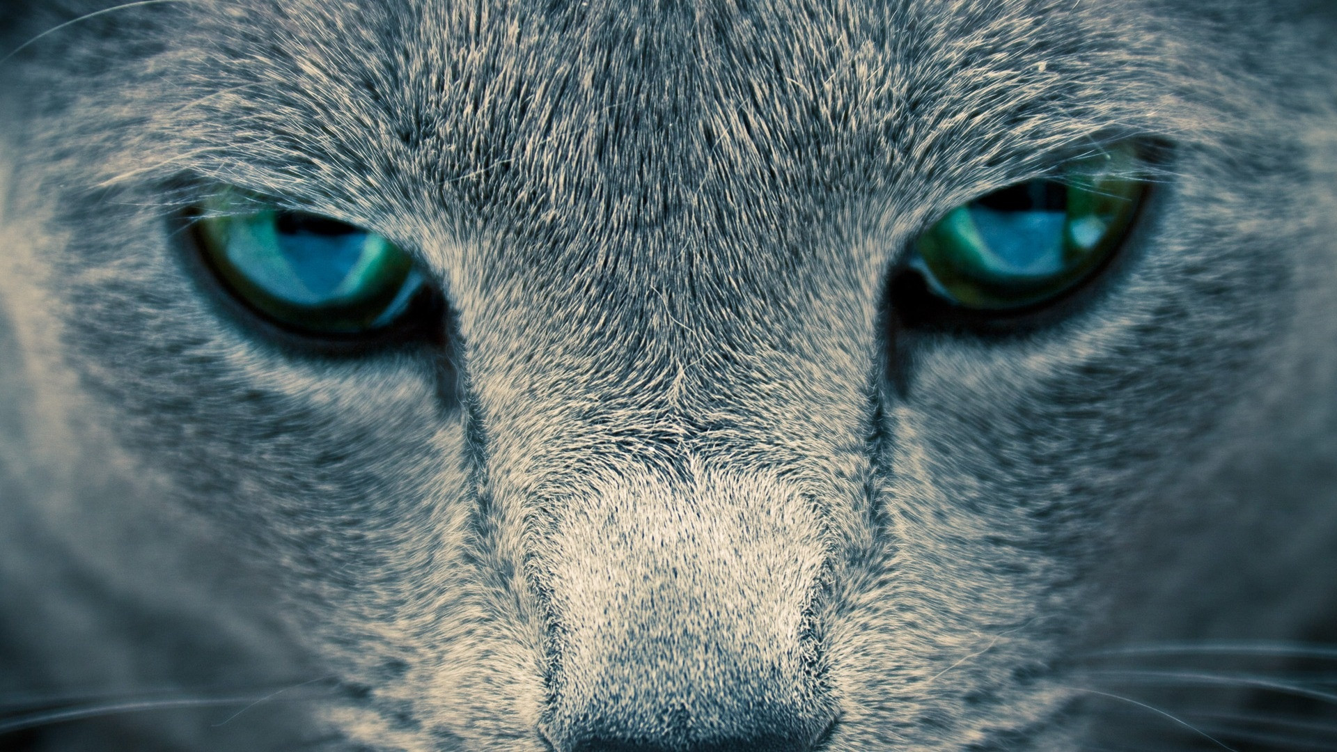 animal wallpaper full hd,cat,whiskers,blue,felidae,eye