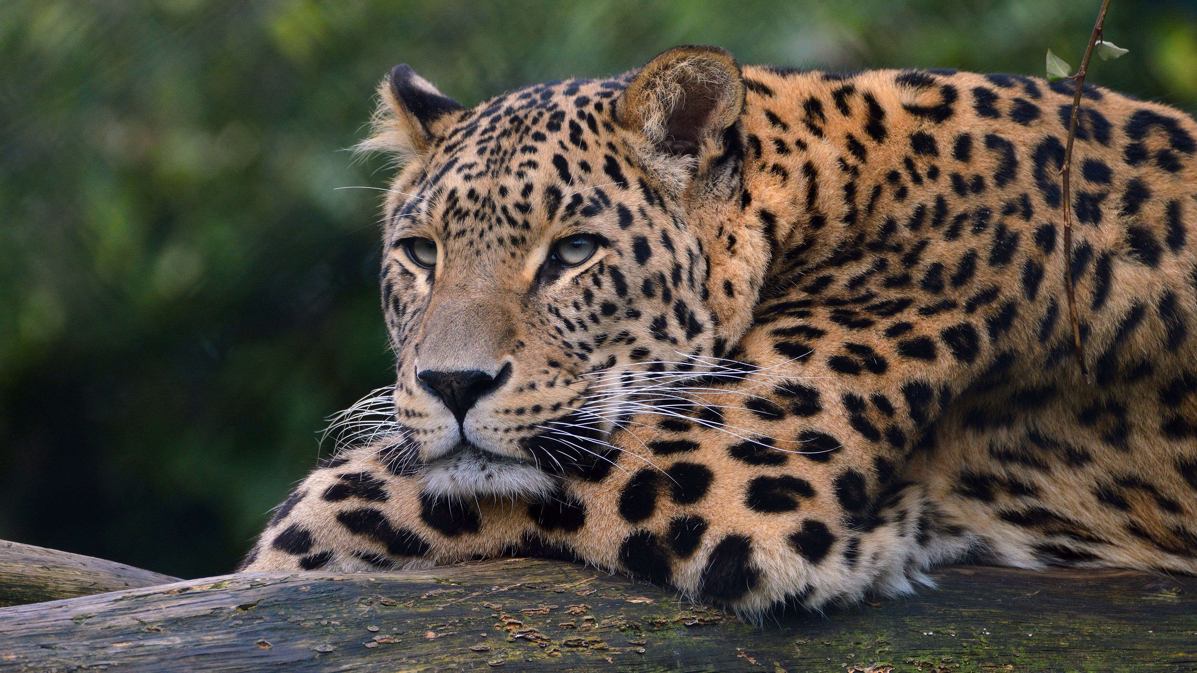 carta da parati animale full hd,animale terrestre,natura,leopardo,giaguaro,felidae