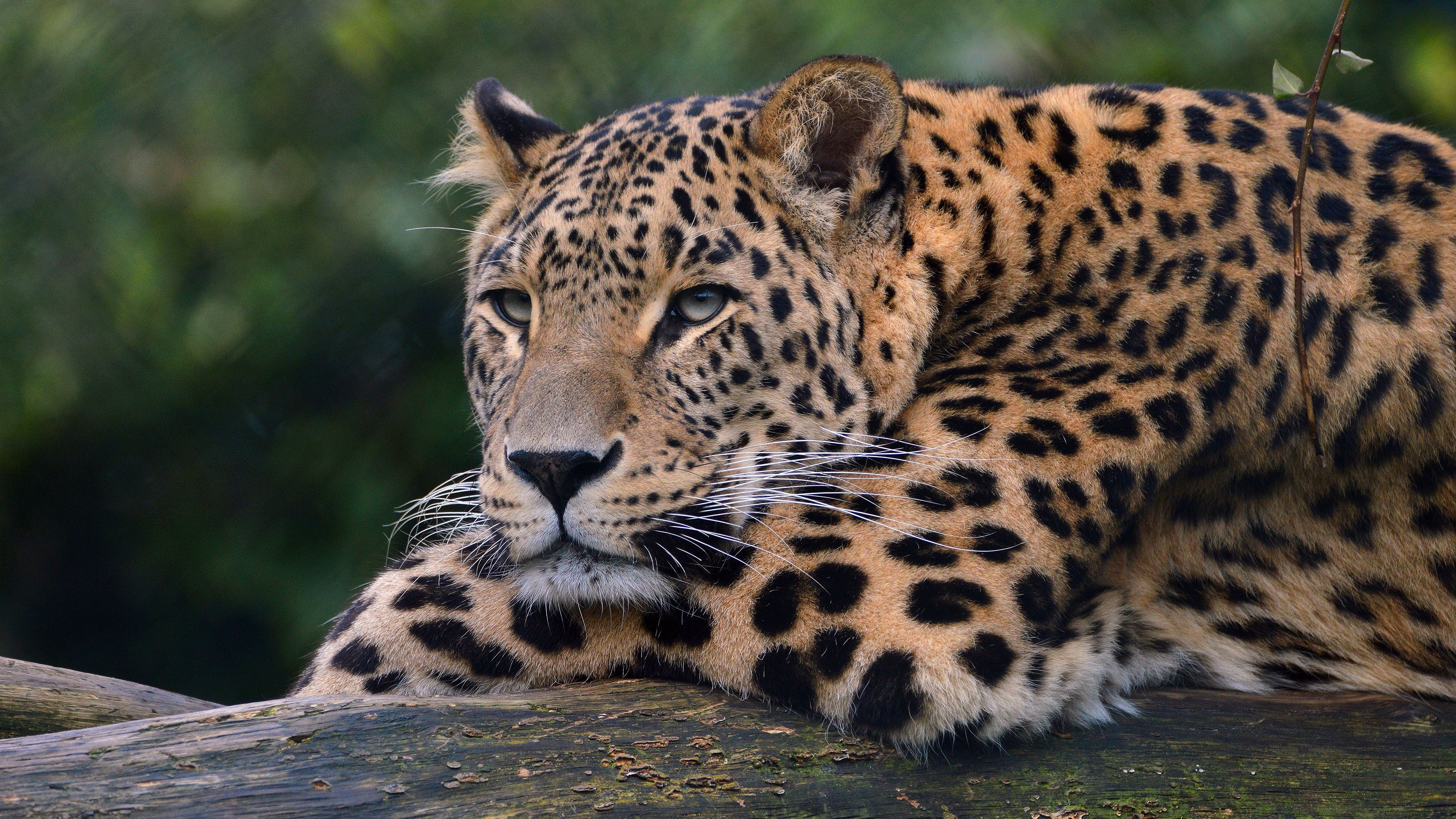 tiertapete full hd,landtier,tierwelt,leopard,jaguar,felidae