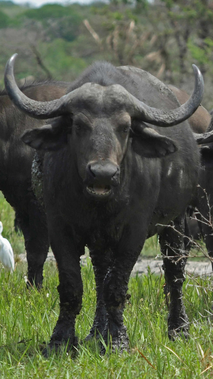 720x1280 wallpaper android,mammal,vertebrate,horn,water buffalo,terrestrial animal