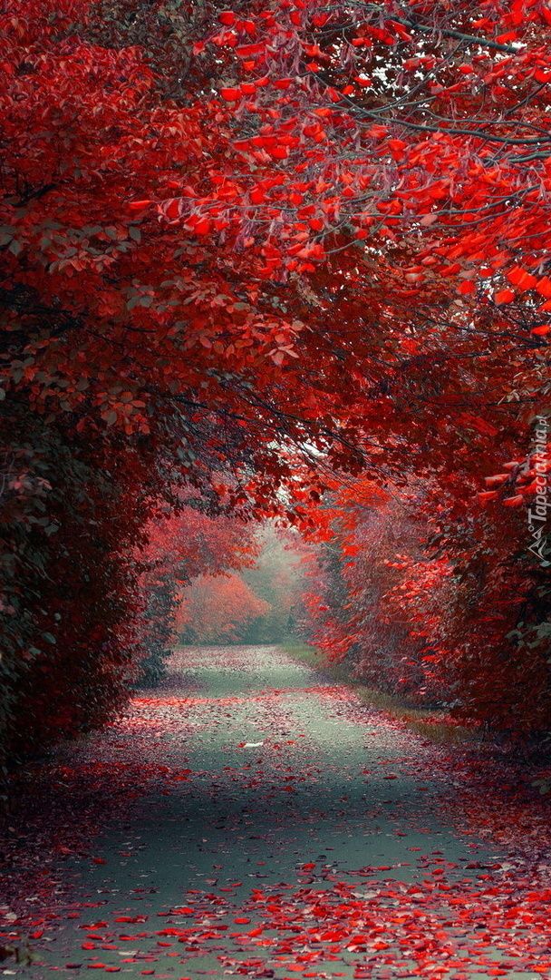 wallpaper hd telefon,red,tree,nature,leaf,natural landscape