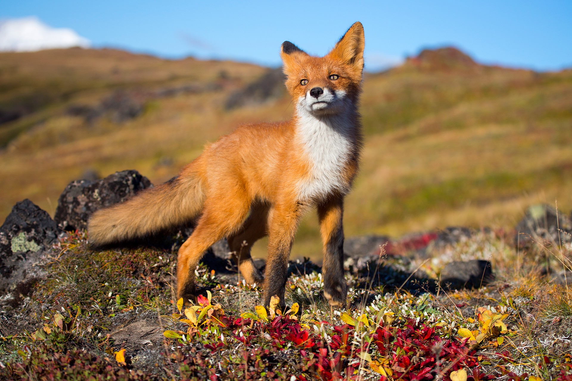 wildlife wallpaper hd,mammal,vertebrate,canidae,red fox,fox