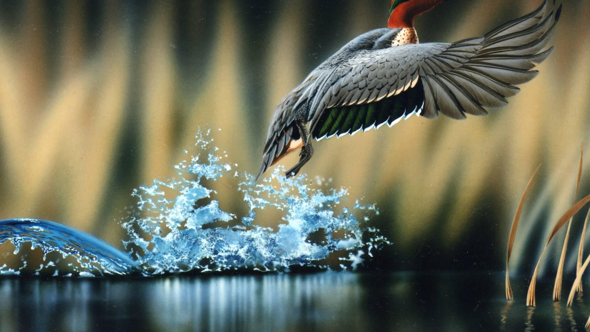 fond d'écran de la faune hd,oiseau,l'eau,faune,oiseau d'eau,aile