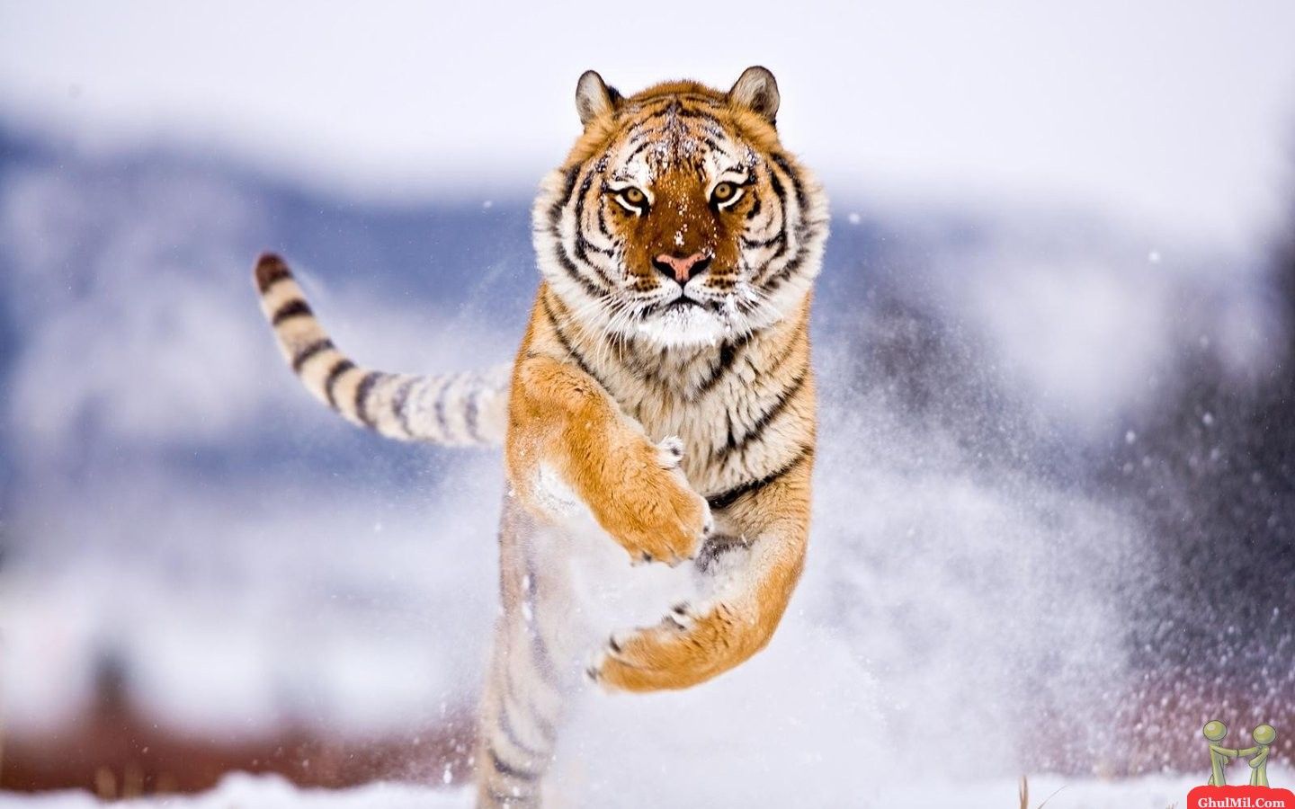 fond d'écran de la faune hd,tigre du bengale,faune,félidés,tigre,tigre de sibérie