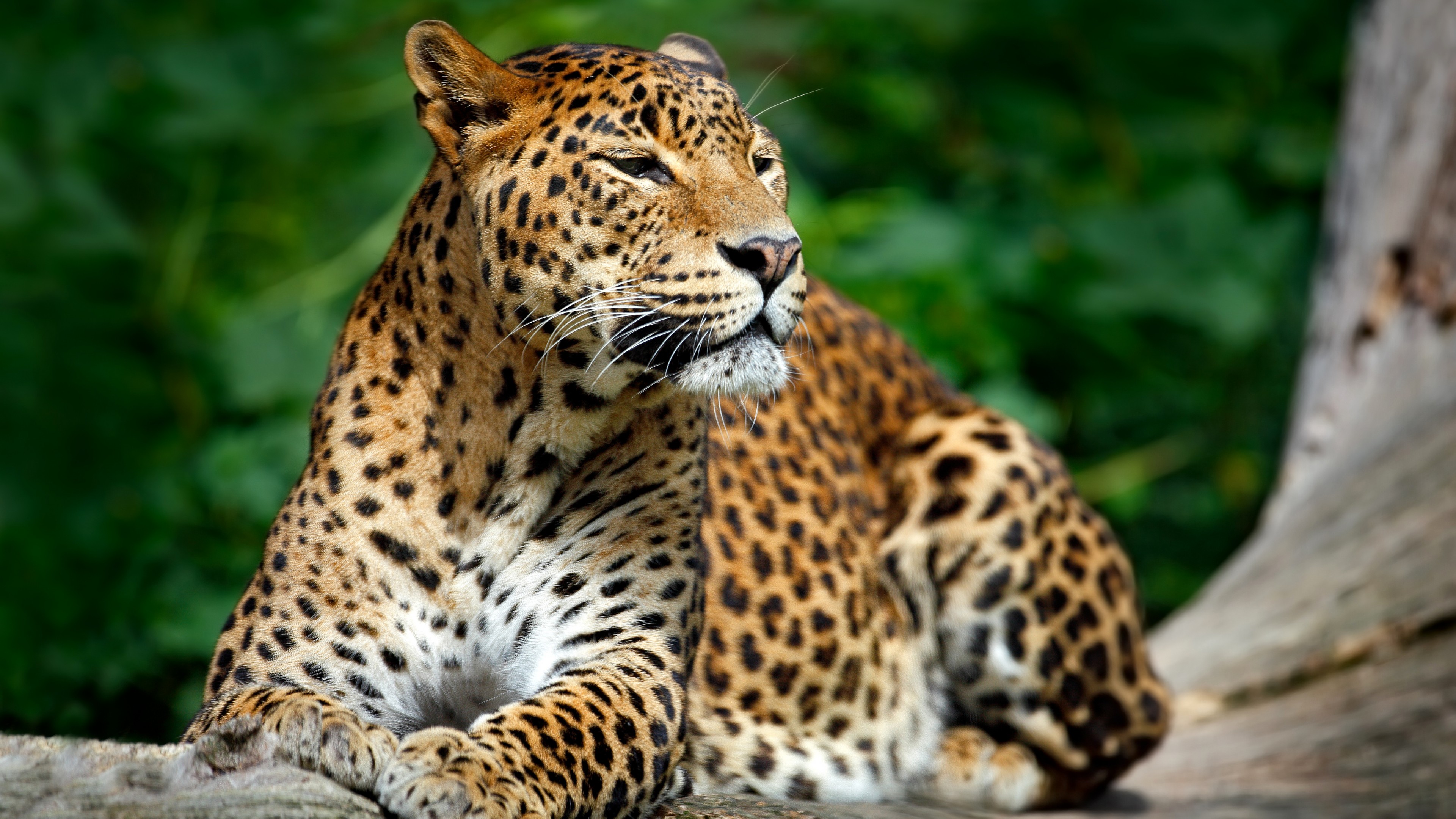 fond d'écran de la faune hd,animal terrestre,faune,jaguar,léopard,félidés