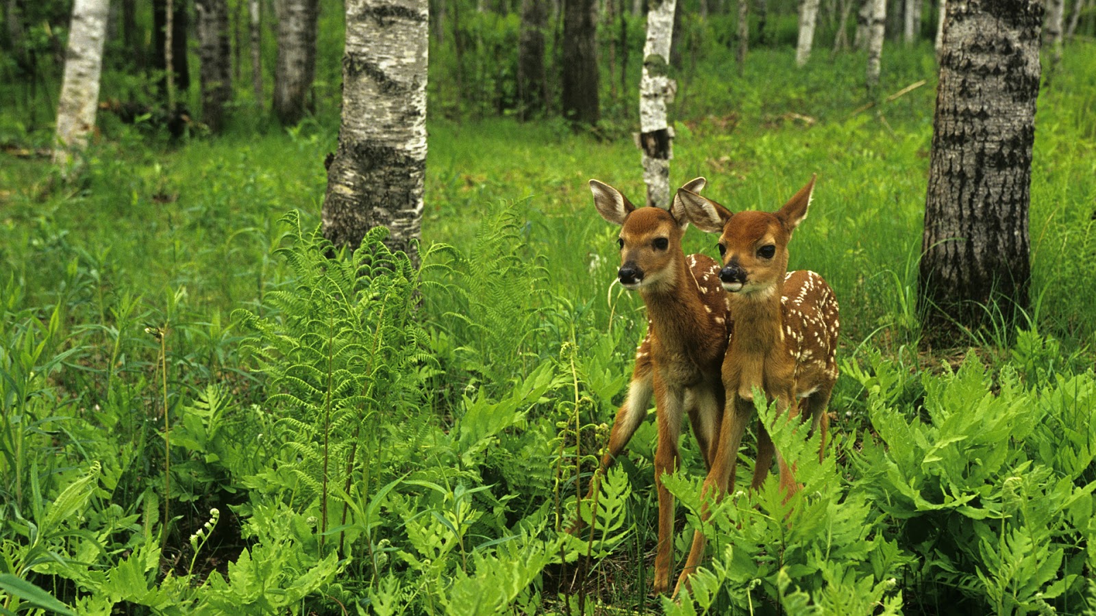 fauna selvatica sfondo hd,natura,natura,vecchia foresta di crescita,cervo,paesaggio naturale