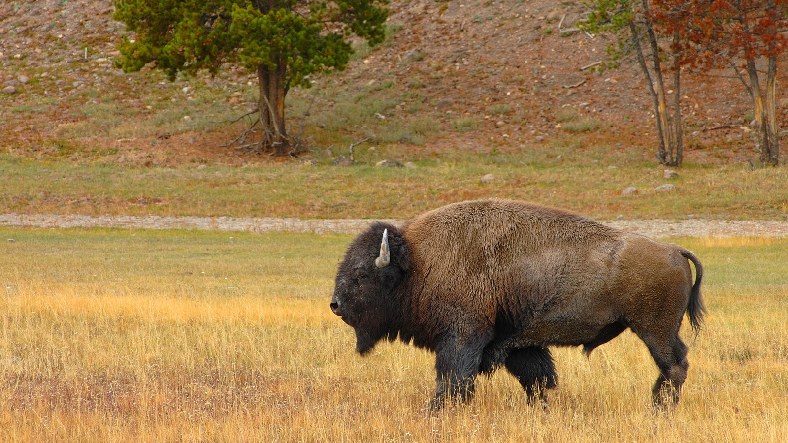 fond d'écran de la faune hd,bison,animal terrestre,faune,prairie,herbe