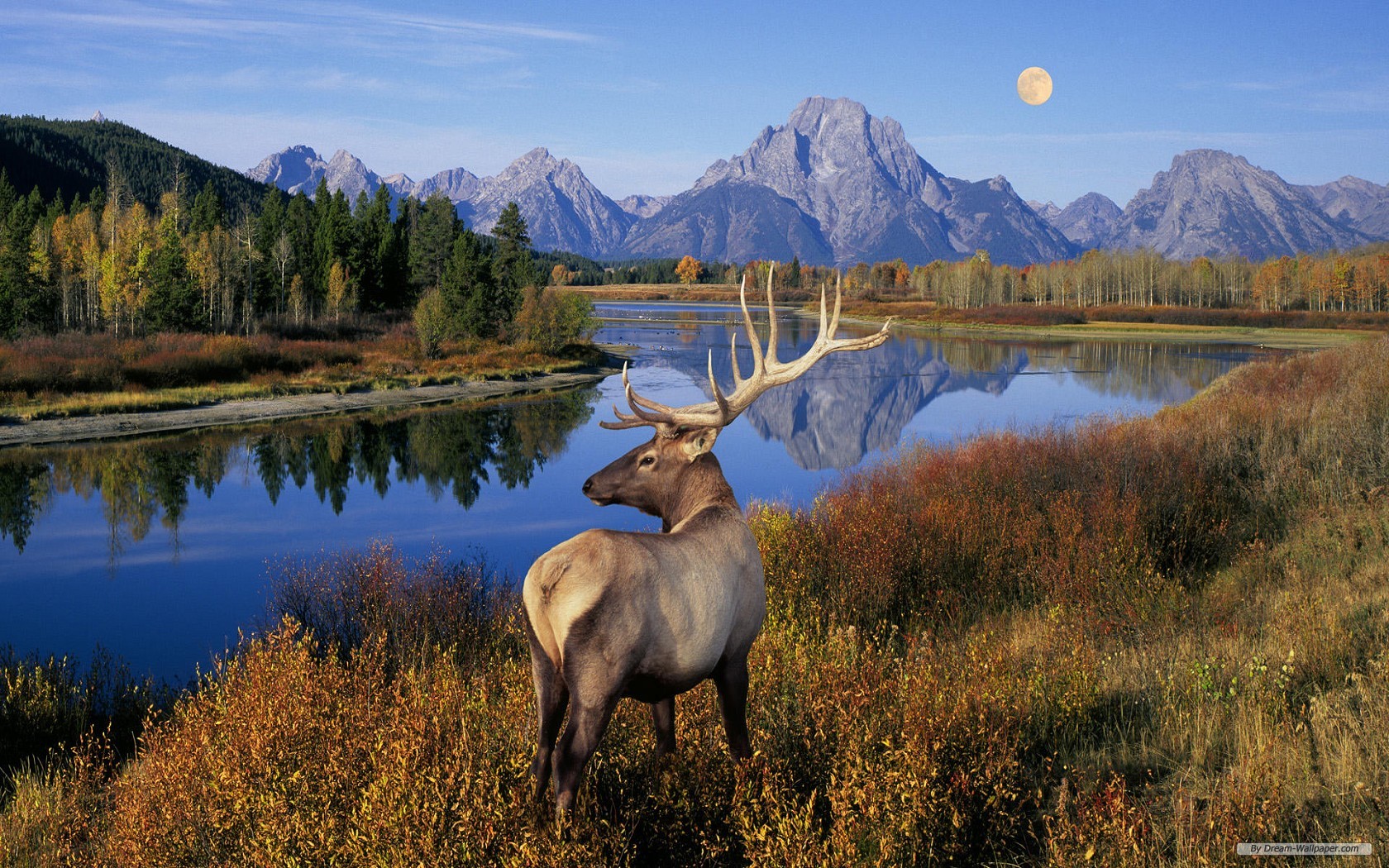 fond d'écran de la faune hd,paysage naturel,la nature,faune,réflexion,wapiti