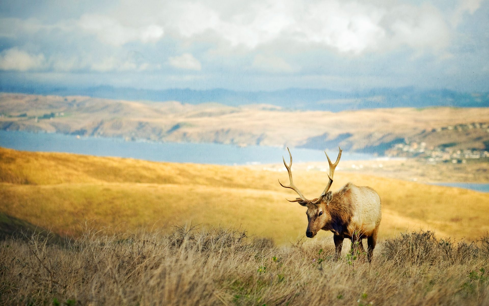 wildlife wallpaper hd,elk,wildlife,reindeer,nature,barren ground caribou