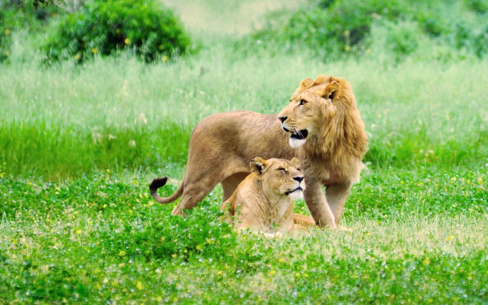 fond d'écran de la faune hd,faune,lion,félidés,animal terrestre,lion masai