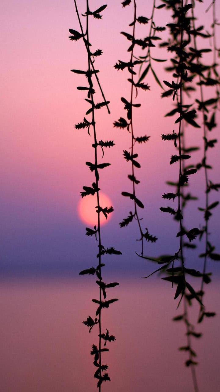 モバイル用のhdの壁紙720x1280,工場,花,ピンク,空,植物の茎