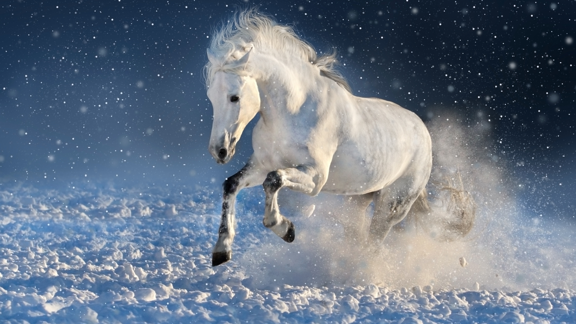hd portrait wallpaper 1080p,pferd,himmel,mähne,hengst,winter