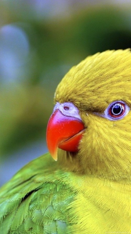 mobile wallpapers hd 1080p download,bird,beak,nature,parrot,parakeet