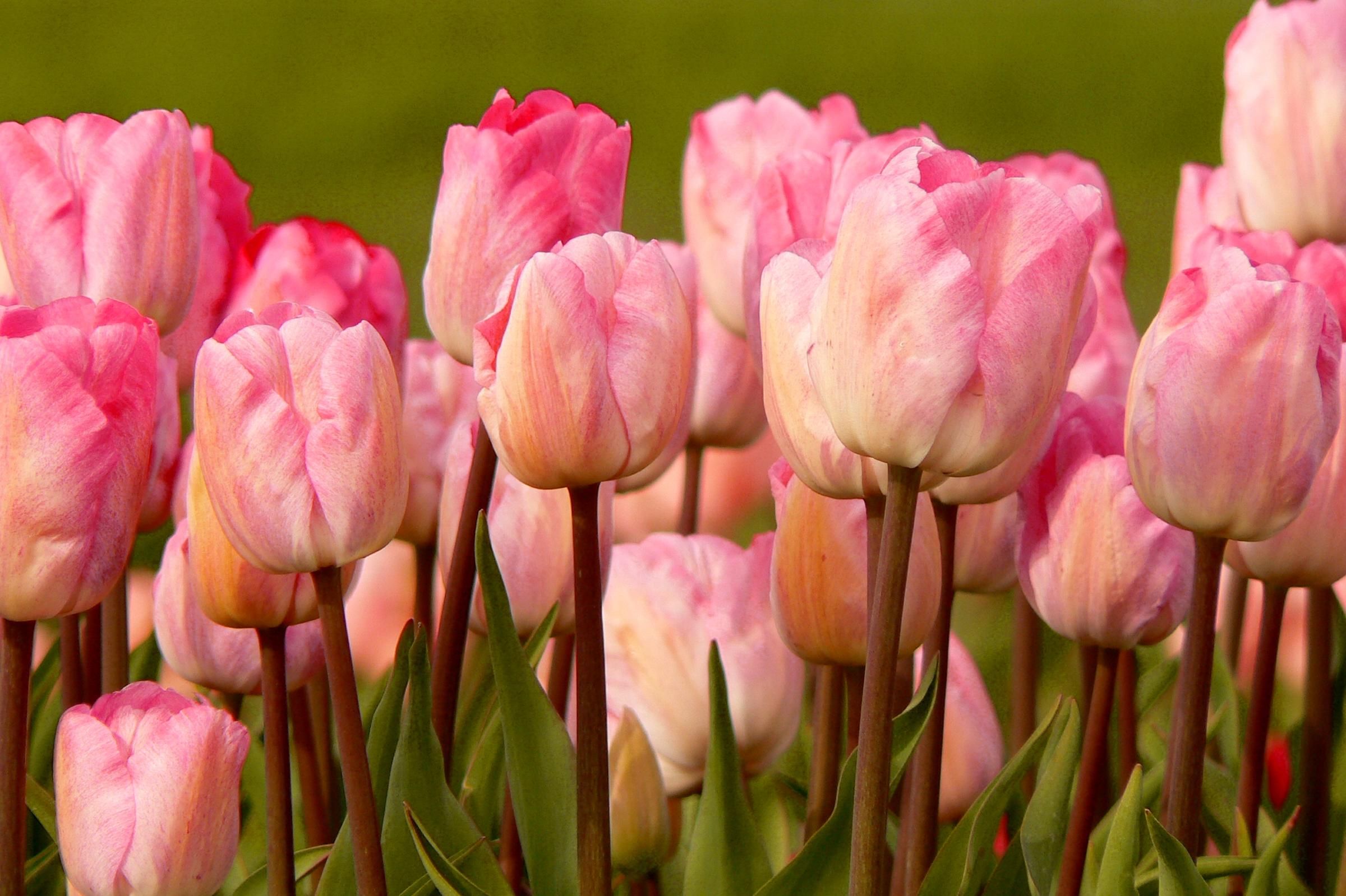 720p fondos de pantalla para android,flor,planta floreciendo,pétalo,tulipán,rosado