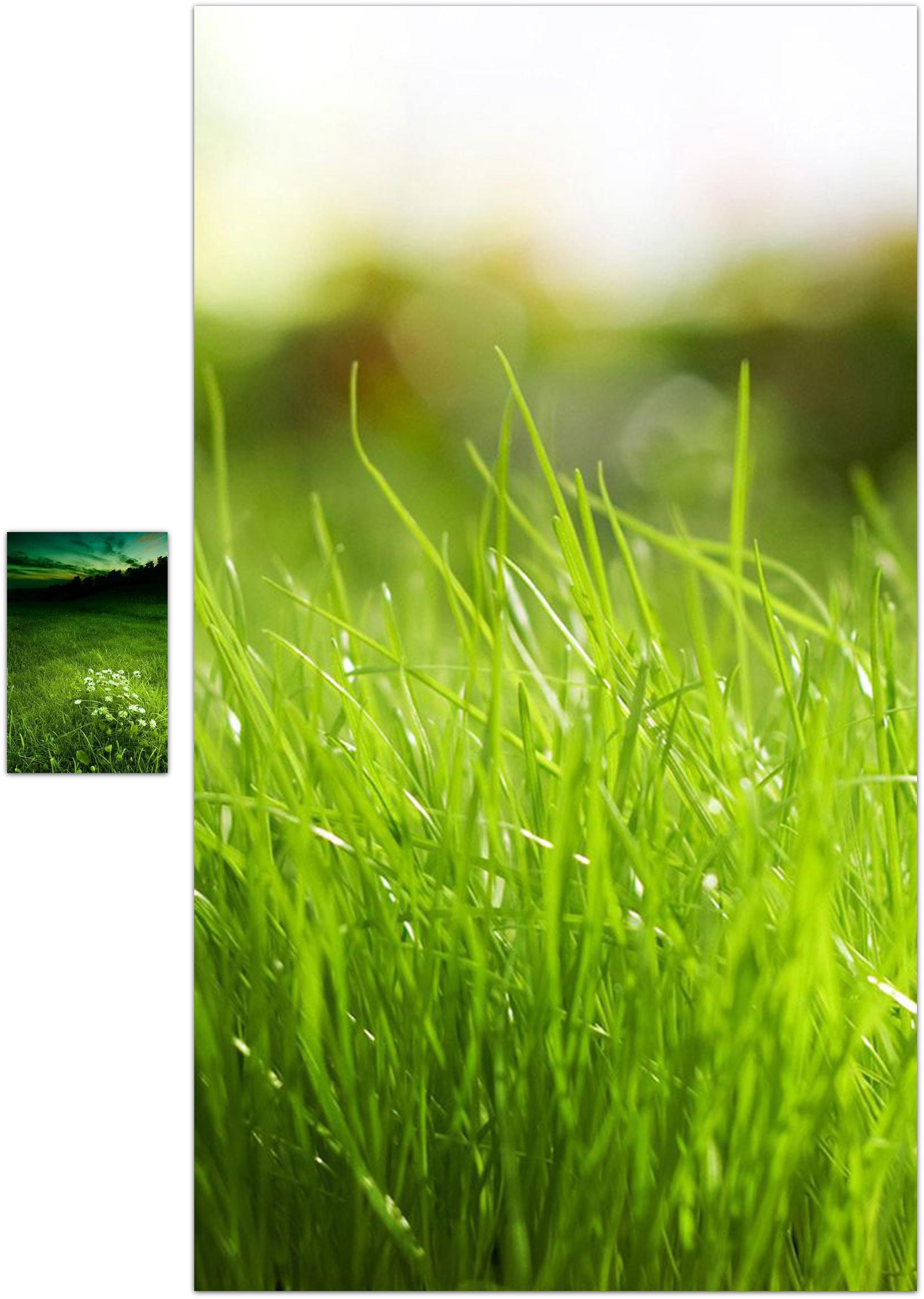 2k 모바일 월페이퍼,초록,잔디,자연,잔디,식물