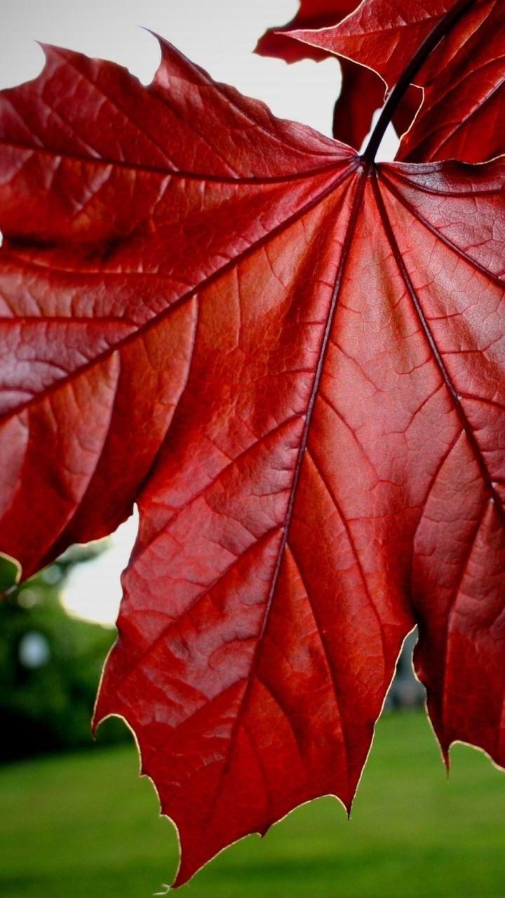 mobile wallpapers 720x1280,leaf,red,flower,tree,plant