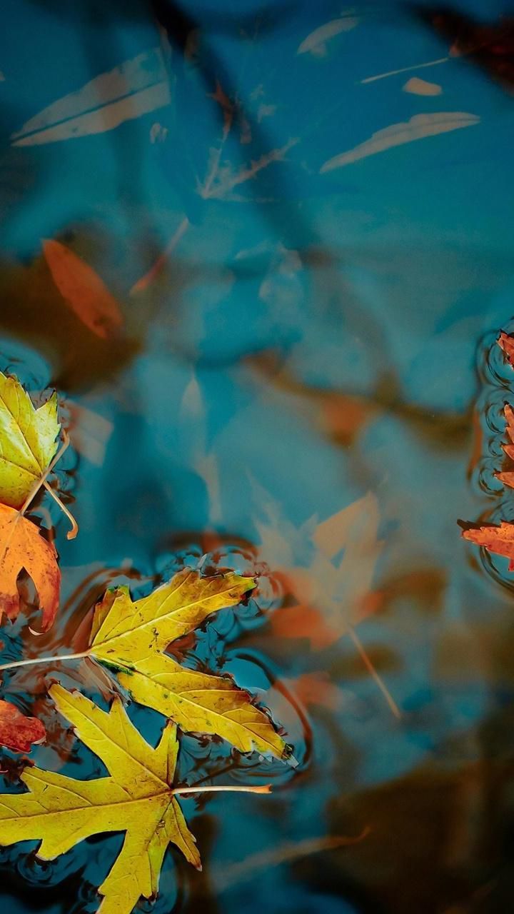 mobile hintergrundbilder 720x1280,blau,blatt,natur,orange,gelb