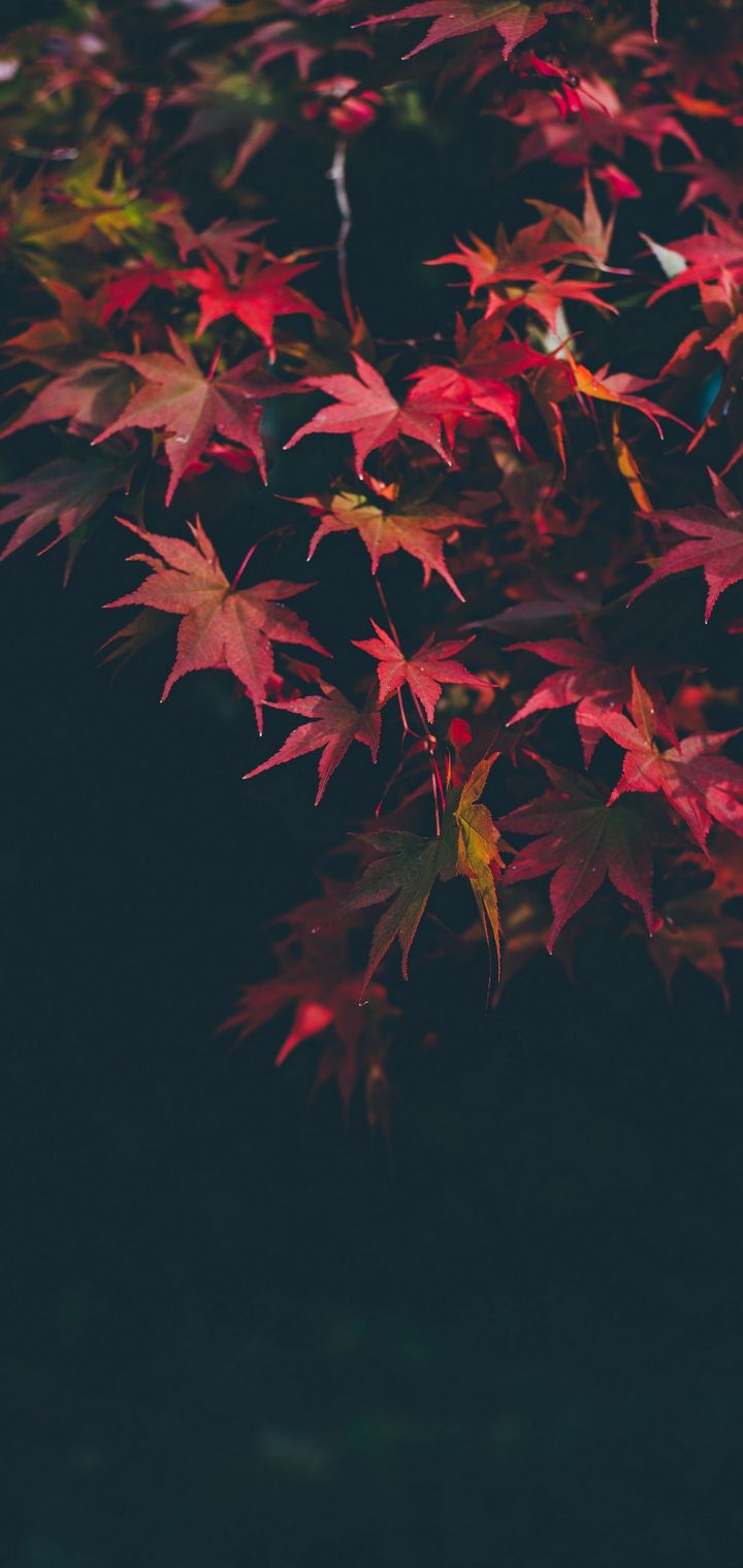 fondo de pantalla 720,rojo,hoja,naturaleza,árbol,cielo