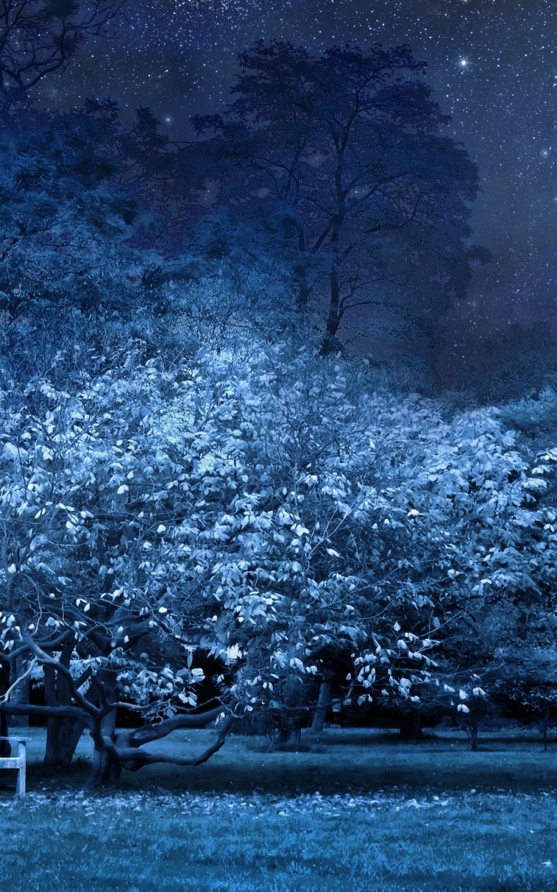 壁紙720x1280フルhd,青い,自然,自然の風景,空,木