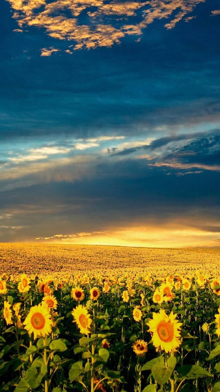 sfondo 720x1280 full hd,cielo,natura,paesaggio naturale,fiore,girasole