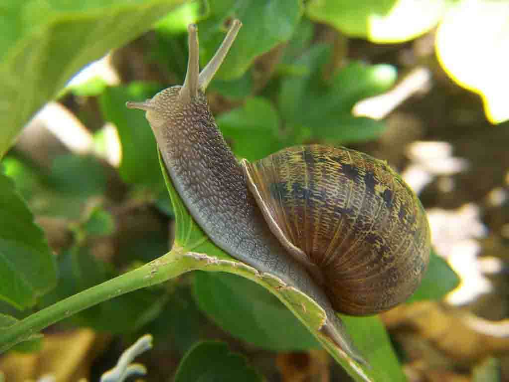 schneckentapete,schnecken und schnecken,schnecke,lymnaeidae,weichtiere,seeschlange